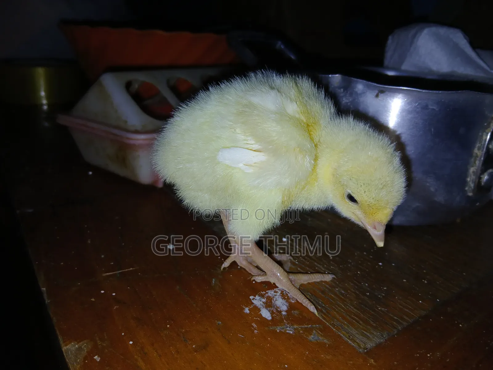10 Pieces Turkey Chicks (Poults) on Sale