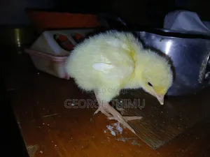 10 Pieces Turkey Chicks (Poults) on Sale