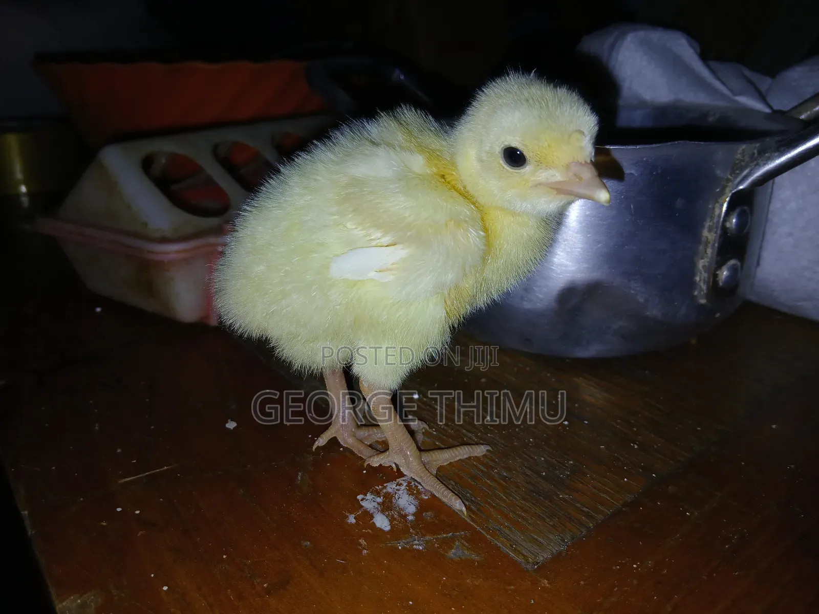 10 Pieces Turkey Chicks (Poults) on Sale