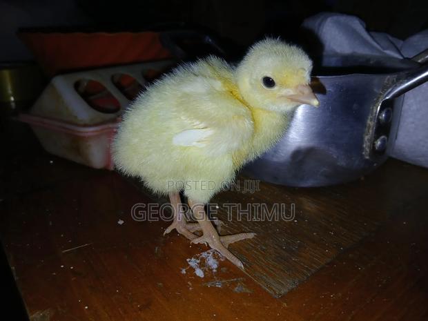 Turkey Chicks (Poults) on Sale - thumbnail 6