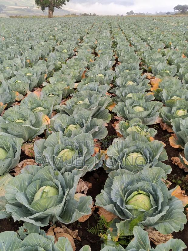 Potatoes, Cabbages and Carrots - thumbnail 8
