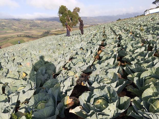 Potatoes, Cabbages and Carrots - thumbnail 10