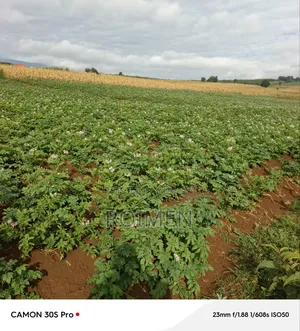 Commercial Land