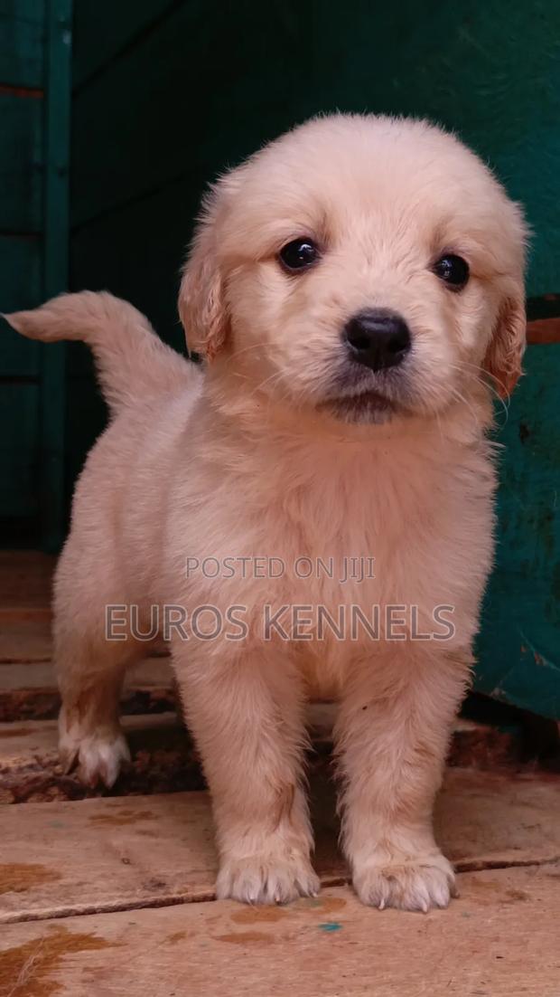 1-3 months Male Purebred Golden Retriever