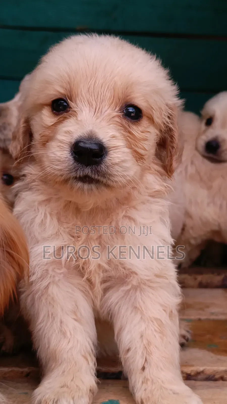 1-3 months Male Purebred Golden Retriever