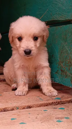 1-3 months Male Purebred Golden Retriever