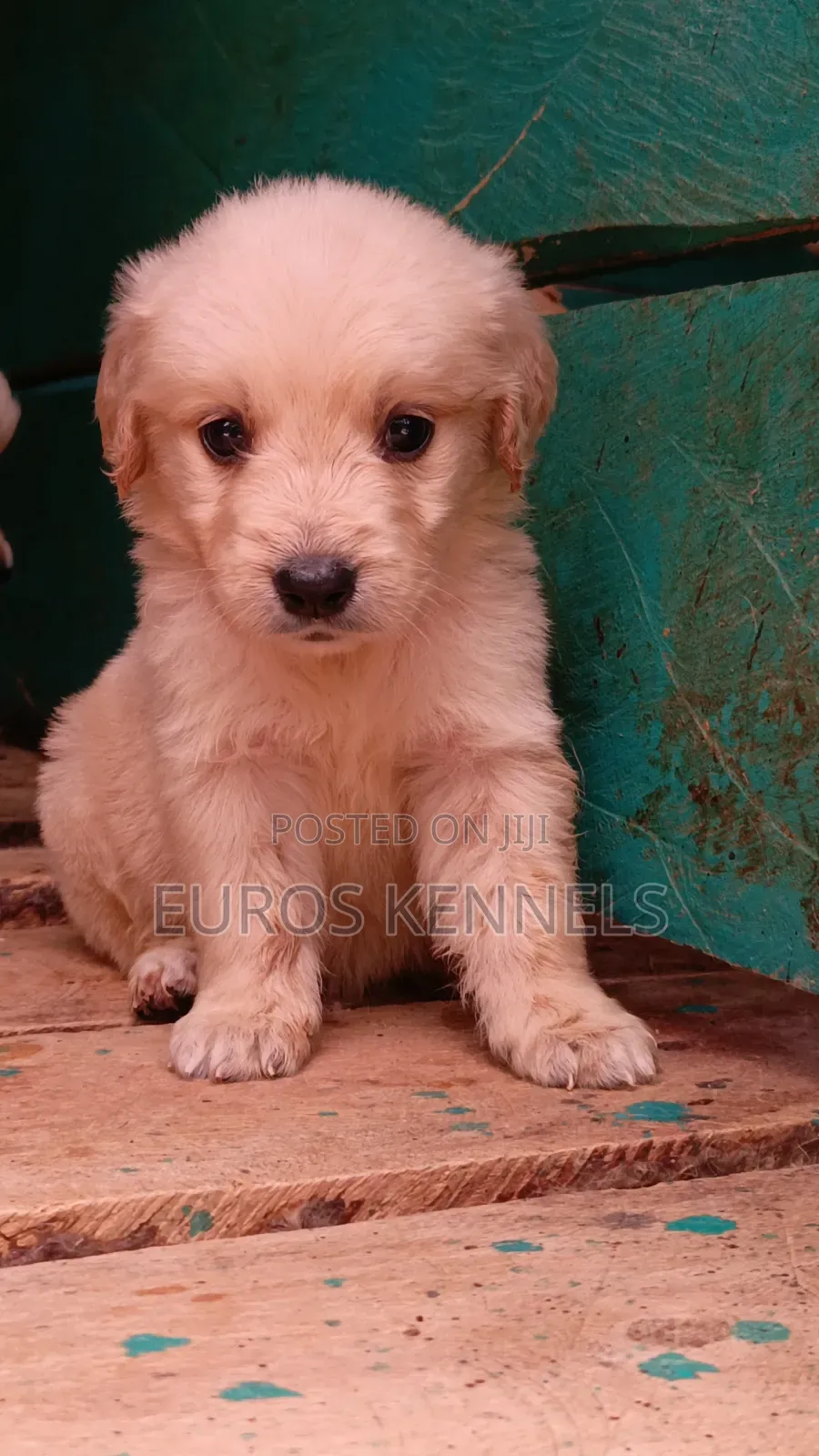 1-3 months Male Purebred Golden Retriever
