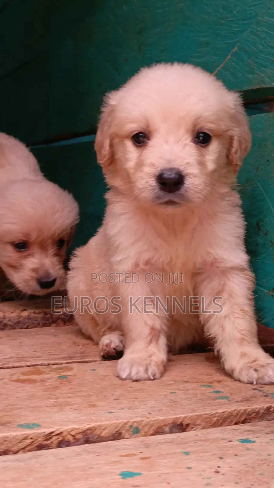 1-3 months Male Purebred Golden Retriever