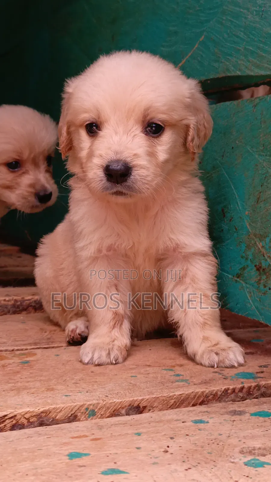 1-3 months Male Purebred Golden Retriever