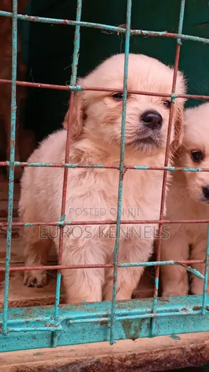 1-3 months Female Purebred Golden Retriever