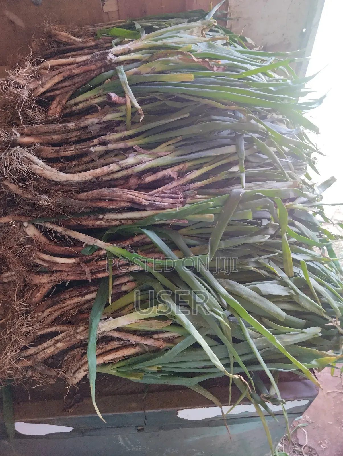 Spring Onions