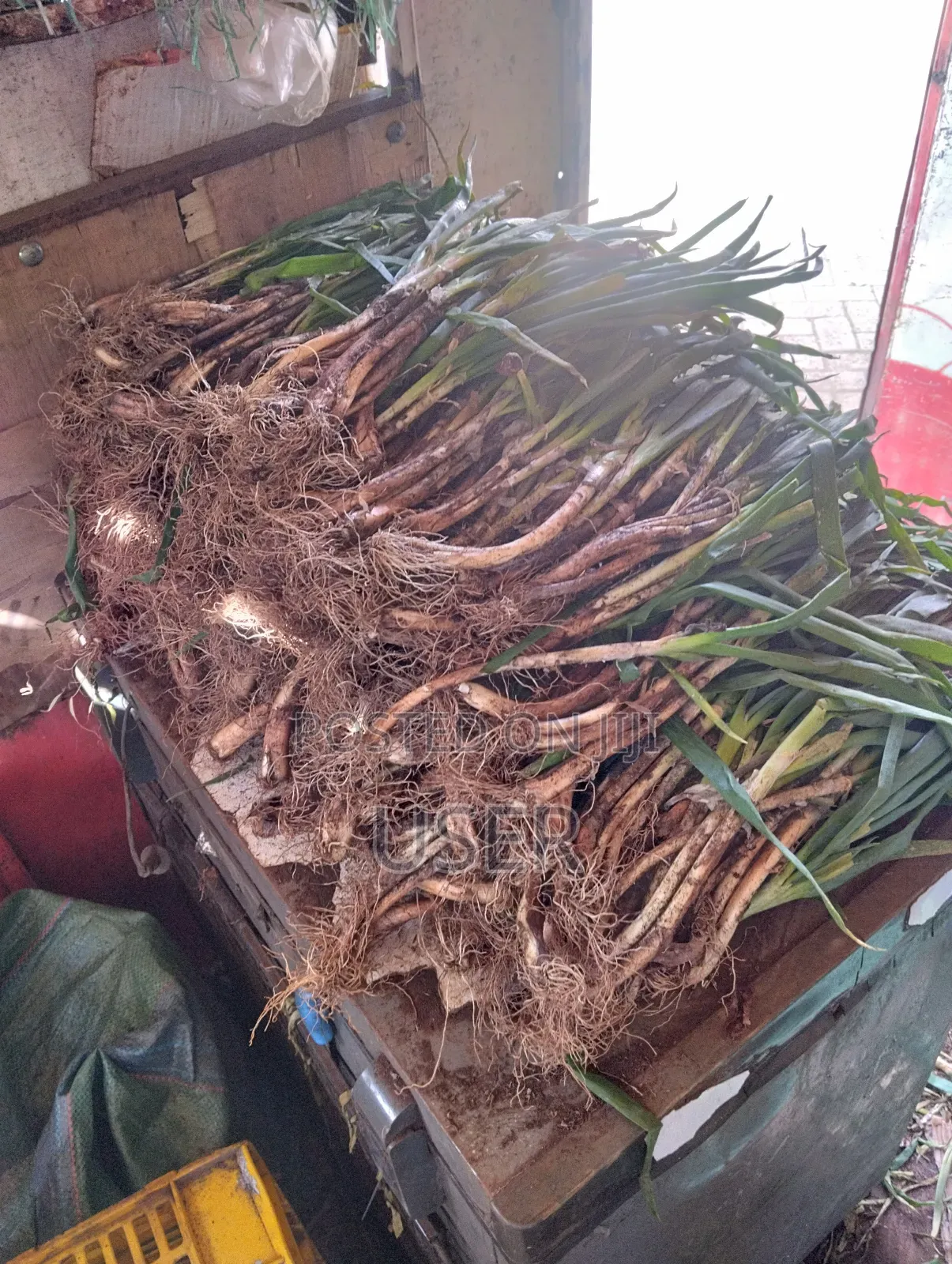 Spring Onions