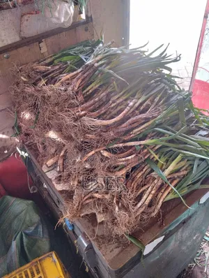 Spring Onions