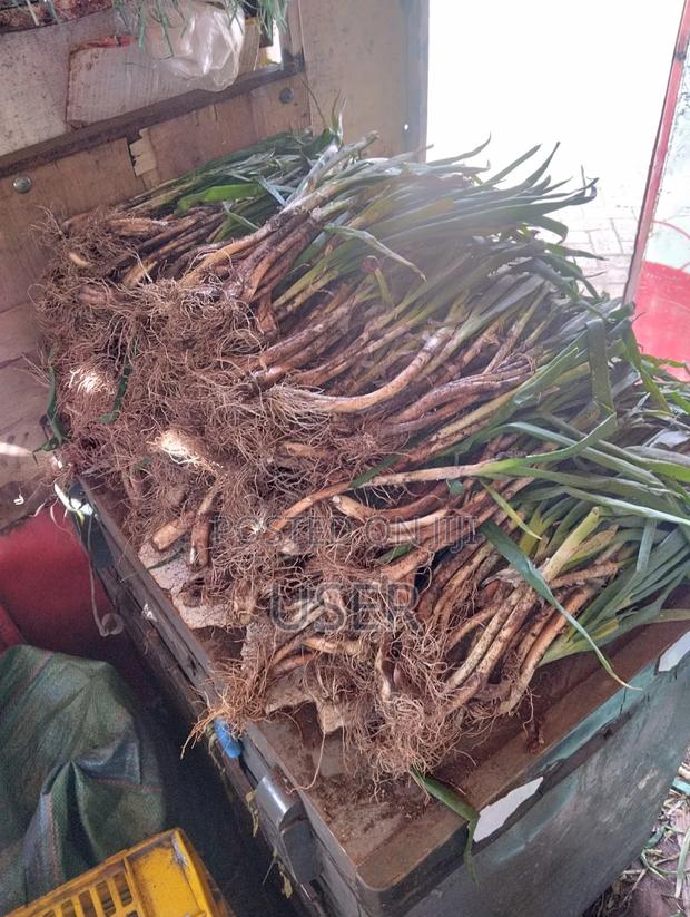 Spring Onions - thumbnail 2
