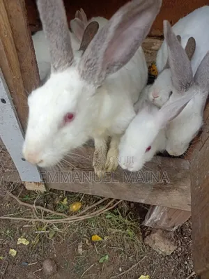 Rabbit or Bunny