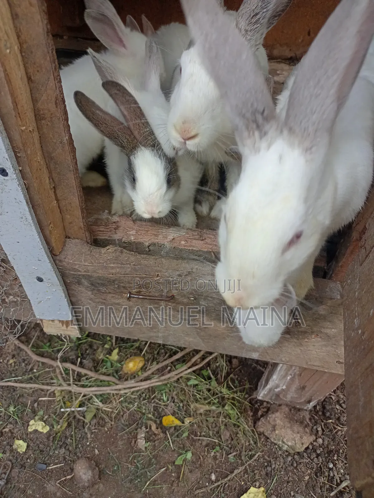 Rabbit or Bunny