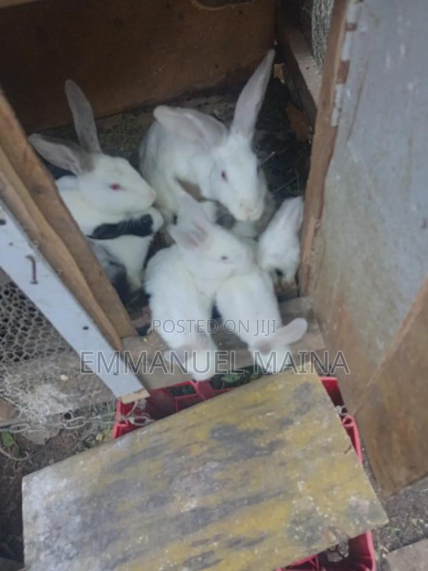 Rabbit or Bunny - thumbnail 3