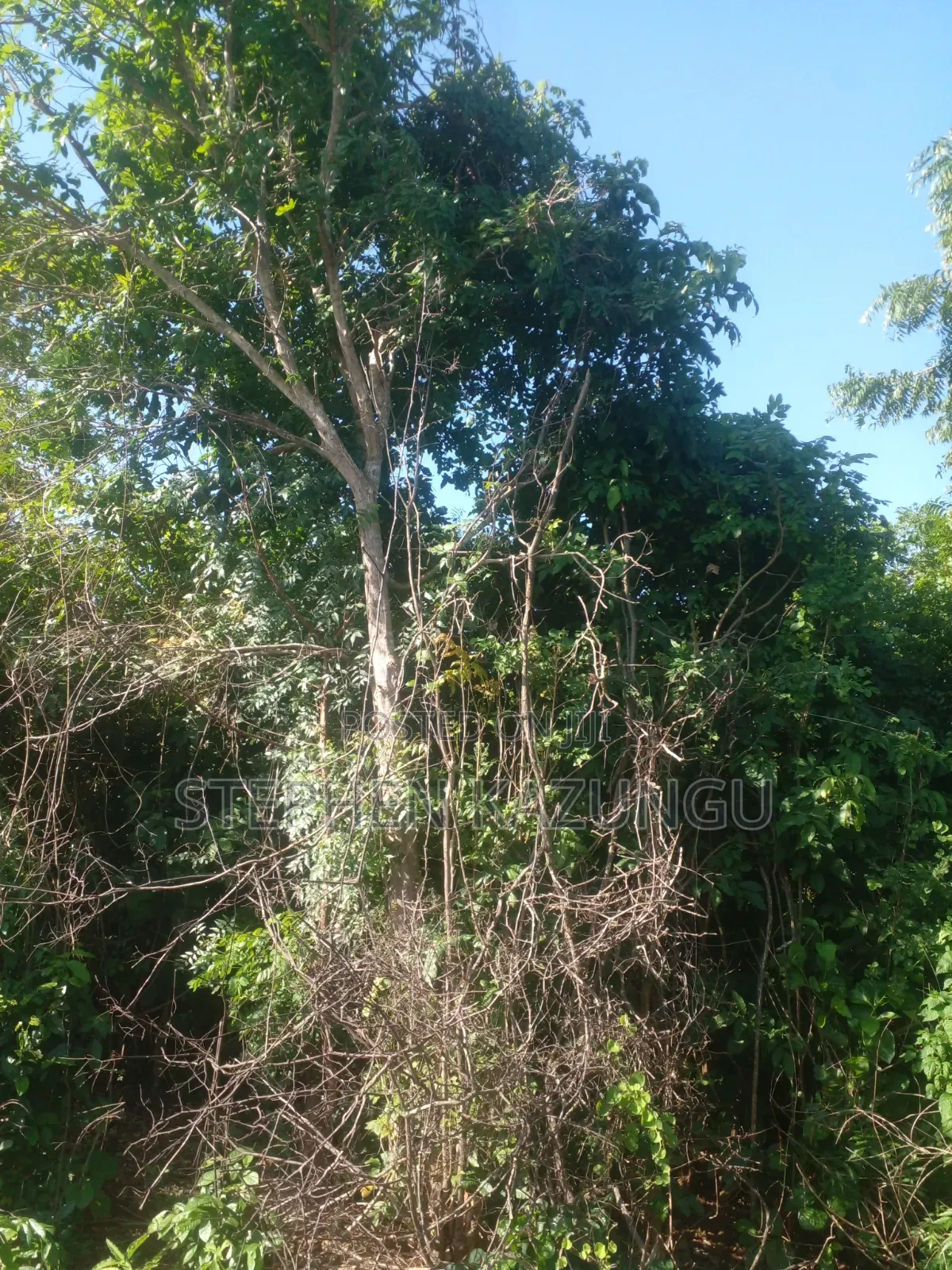 Diani Beach's 1/2 Acre Plot on 2nd Row Only 250 Metres From the Beach.