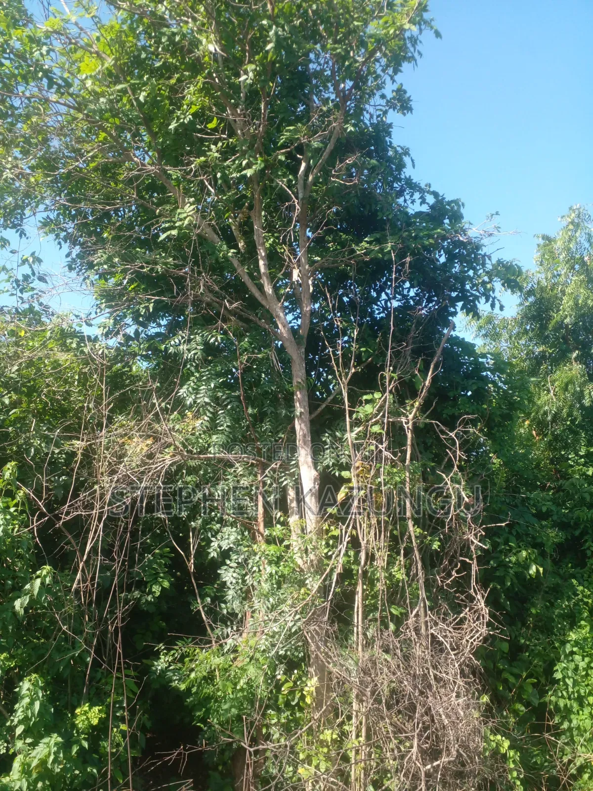 Diani Beach's 1/2 Acre Plot on 2nd Row Only 250 Metres From the Beach.