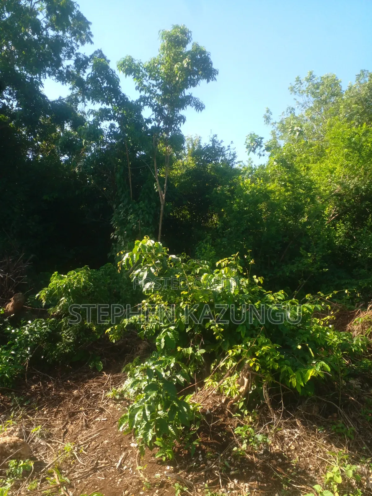 Diani Beach's 1/2 Acre Plot on 2nd Row Only 250 Metres From the Beach.