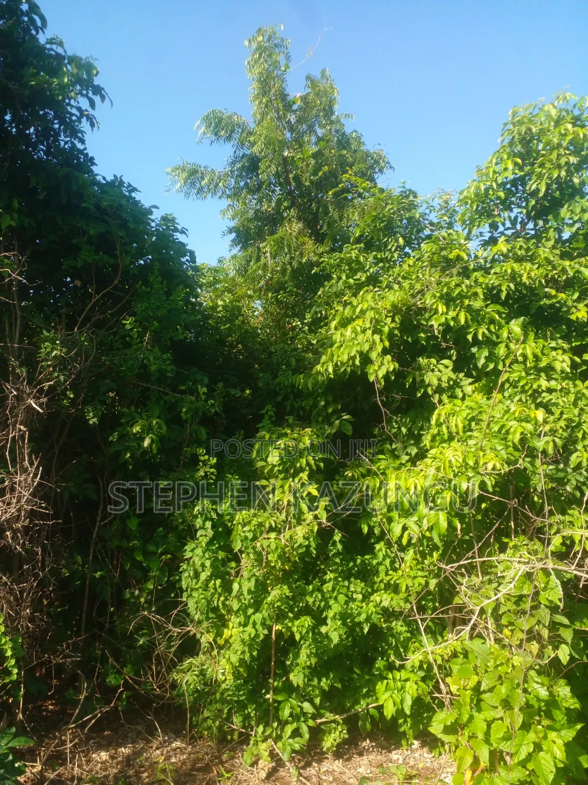 Diani Beach's 1/2 Acre Plot on 2nd Row Only 250 Metres From the Beach.