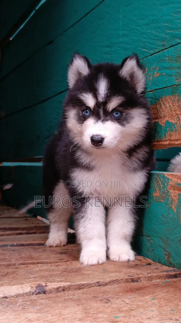 1-3 months Female Purebred Siberian Husky - main view