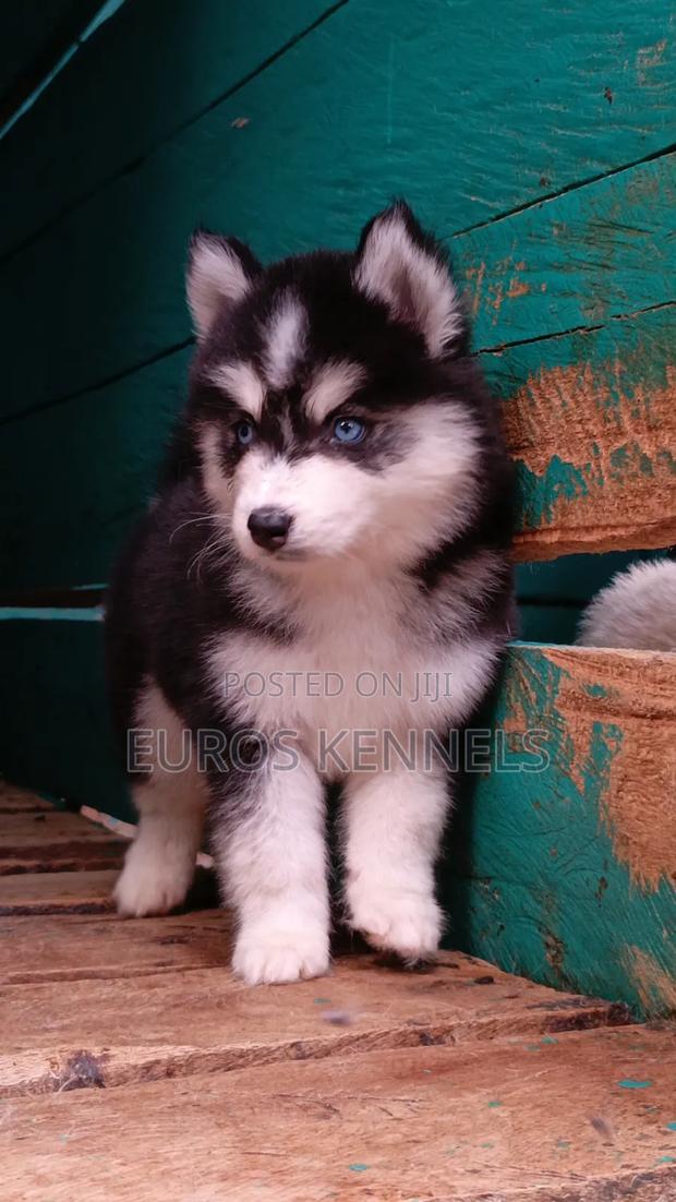 1-3 months Female Purebred Siberian Husky - thumbnail 2