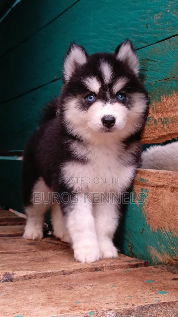 1-3 months Female Purebred Siberian Husky - thumbnail 3