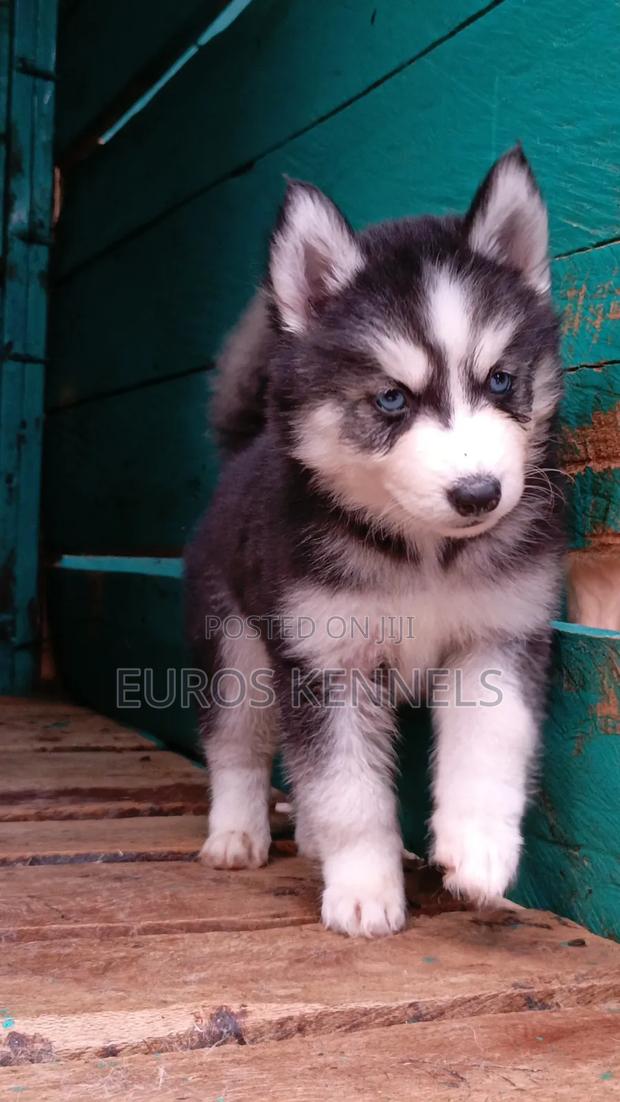 1-3 months Female Purebred Siberian Husky - thumbnail 4