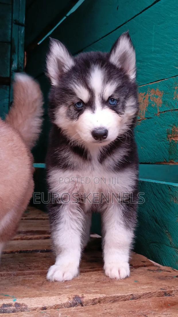 1-3 months Female Purebred Siberian Husky - thumbnail 5