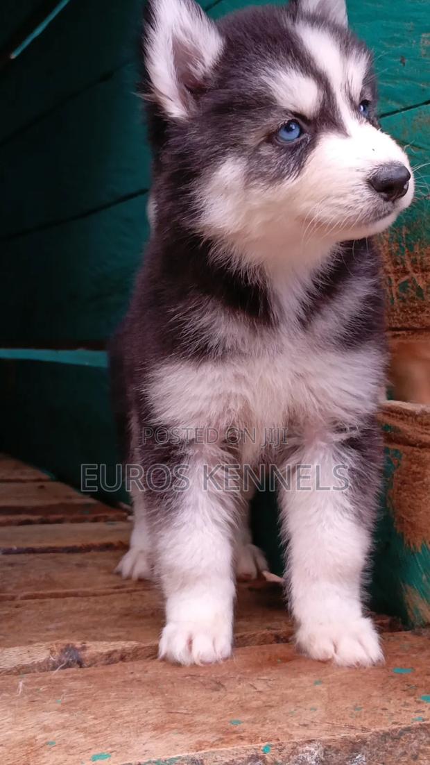1-3 months Female Purebred Siberian Husky - thumbnail 6