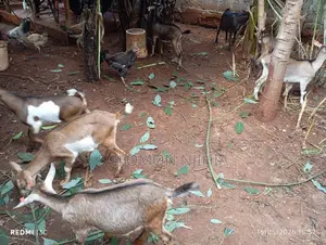 Dairy Goat Male and Female Kids