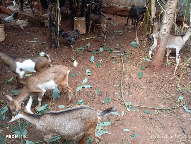 Dairy Goat Male and Female Kids