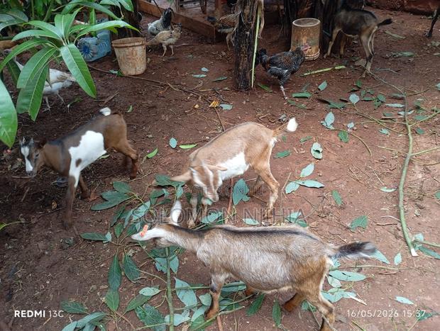Dairy Goat Male and Female Kids - thumbnail 2