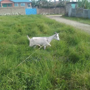 11/2 Yr Dairy Goat for Sale