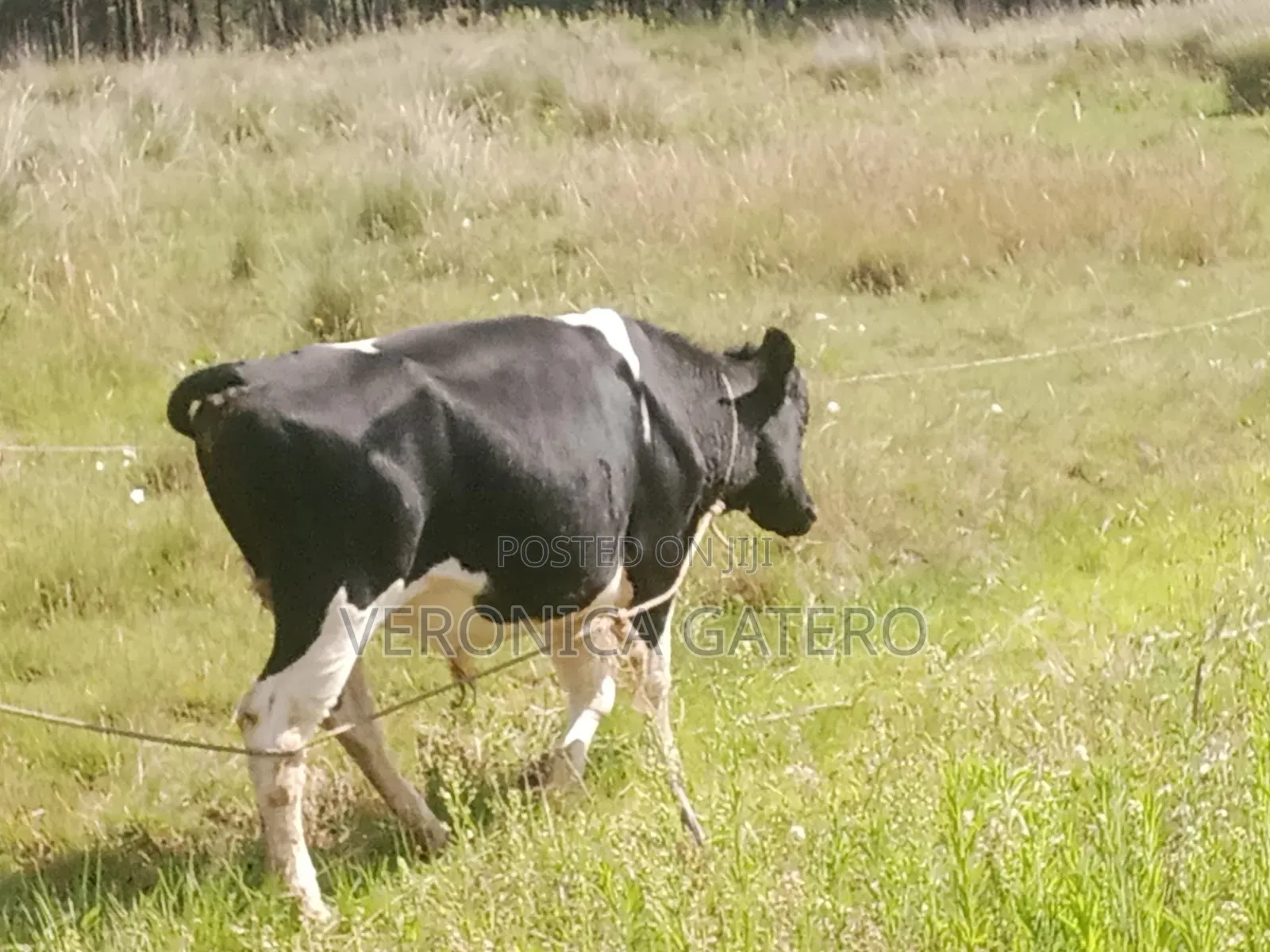 A Holstein Friesian Bull