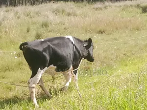 A Holstein Friesian Bull