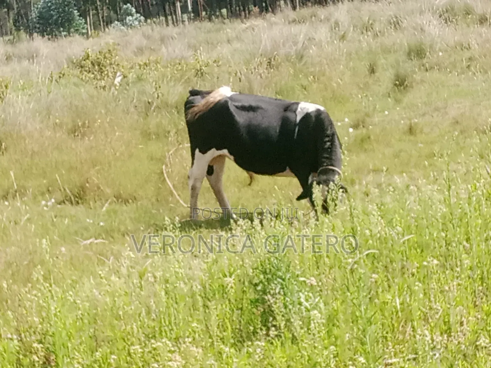 A Holstein Friesian Bull