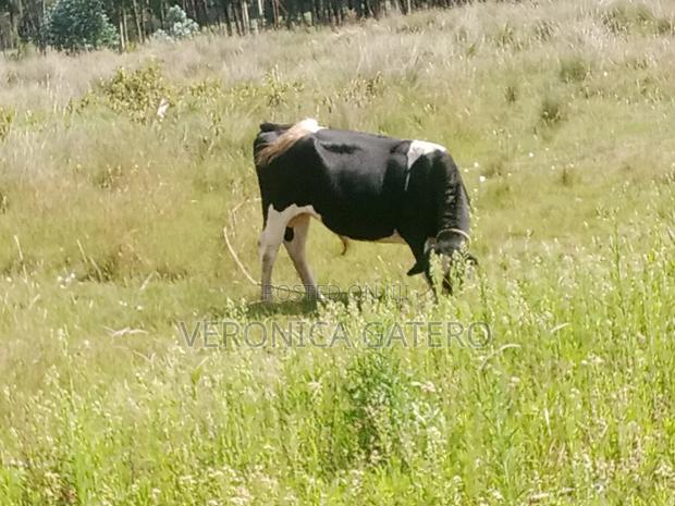 A Holstein Friesian Bull - thumbnail 2