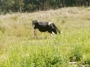 A Holstein Friesian Bull