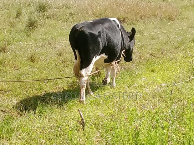 A Holstein Friesian Bull - thumbnail 4