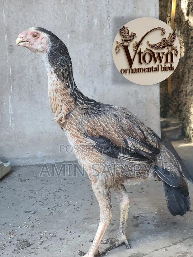 Female Kuchi on Sale