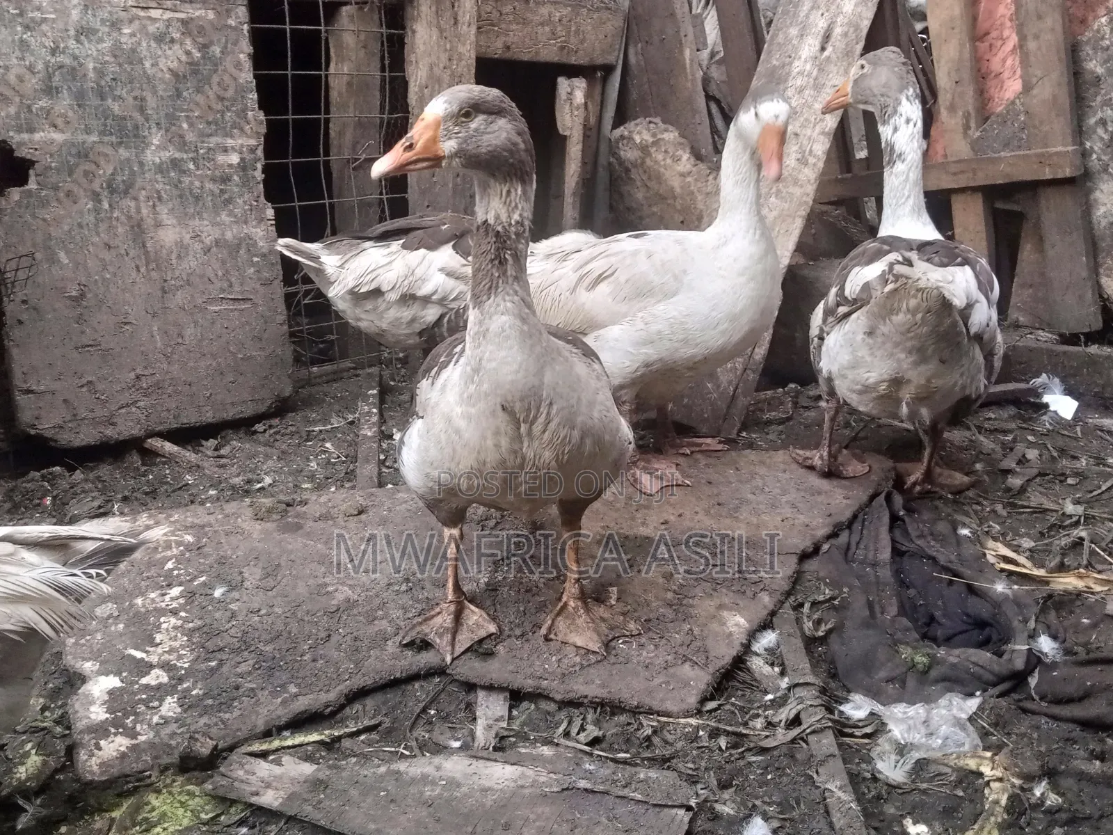 Mature Geese