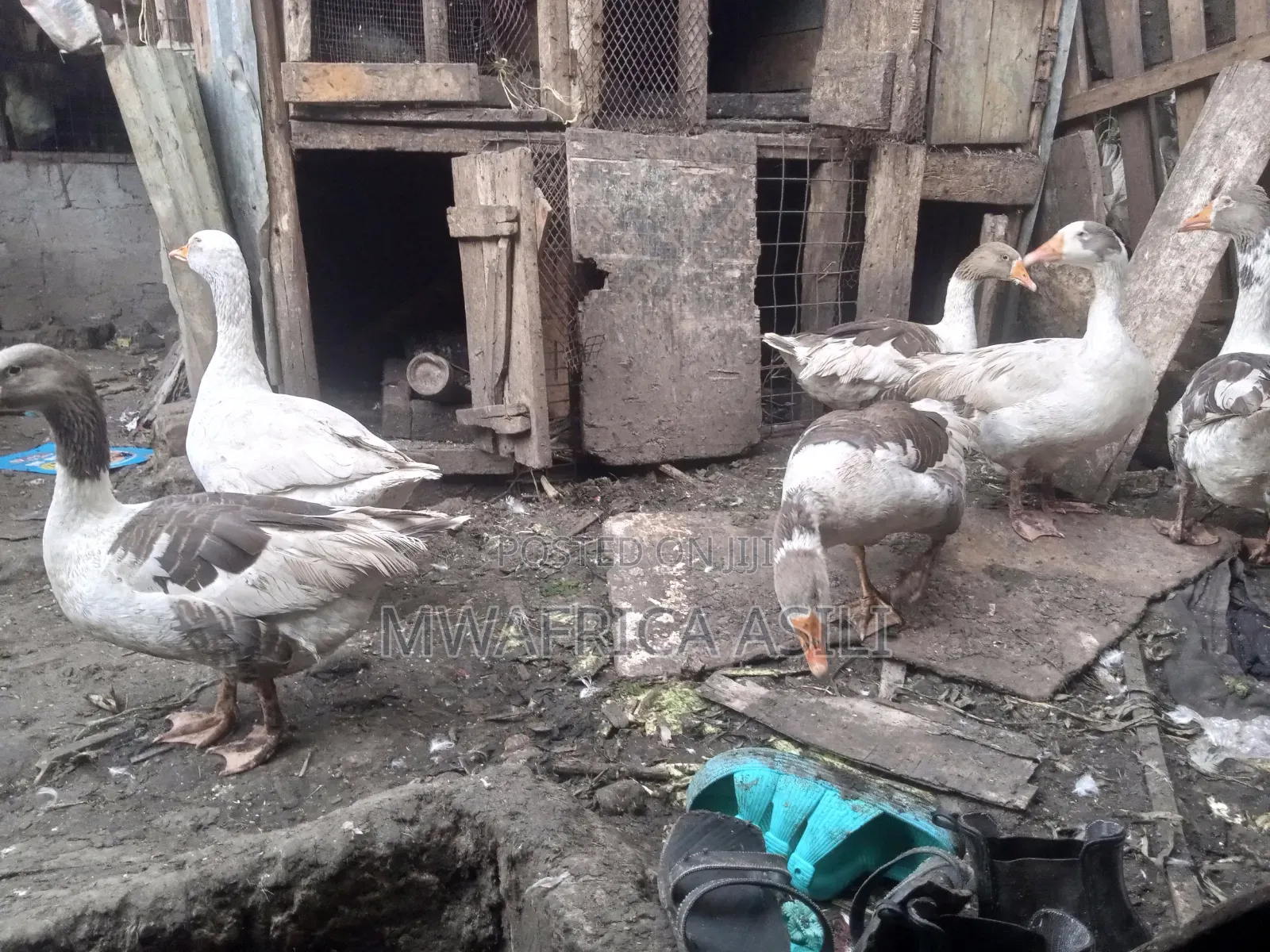 Mature Geese