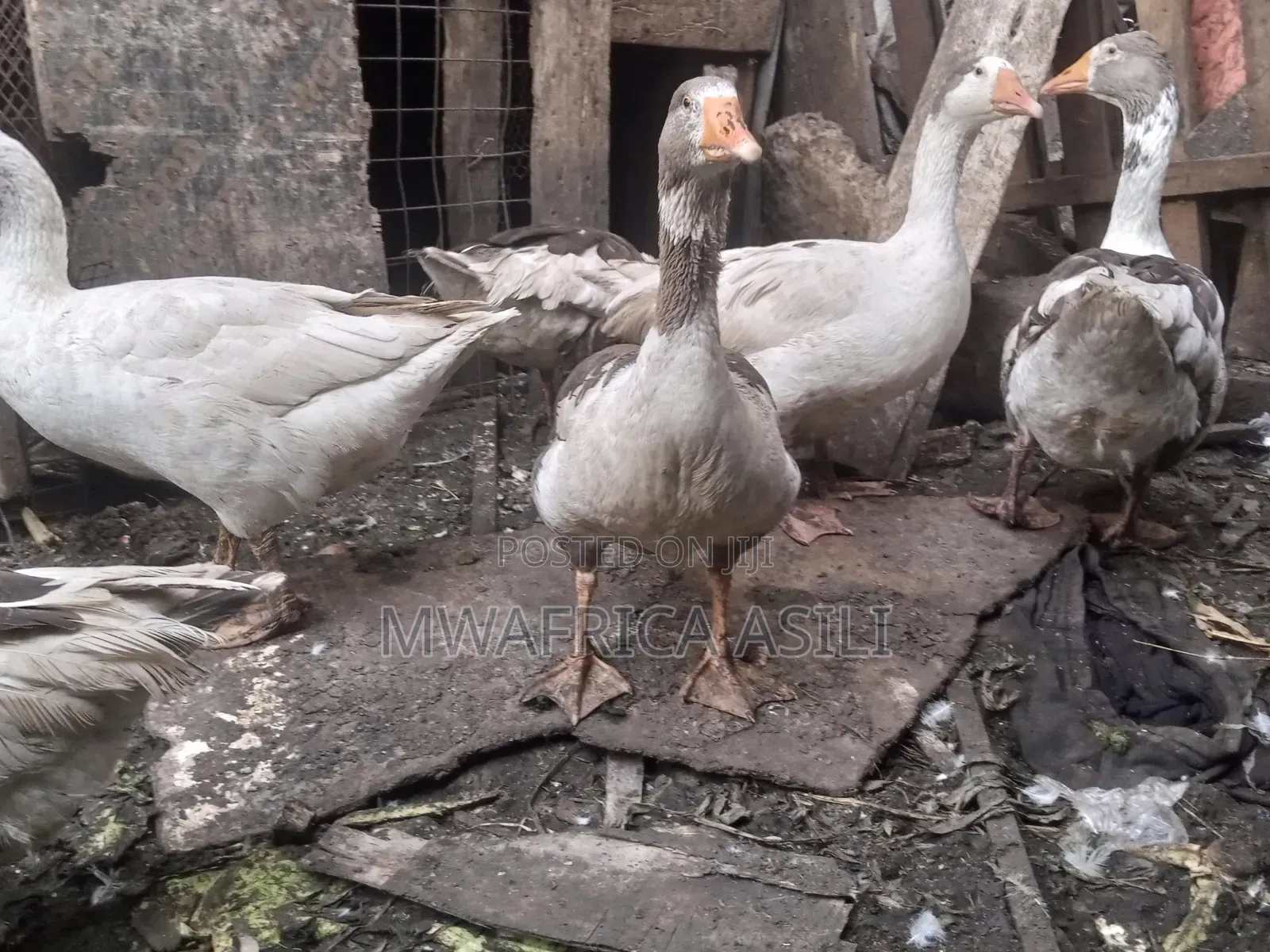 Mature Geese