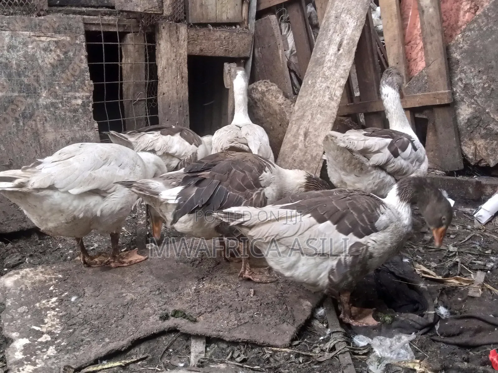 Mature Geese