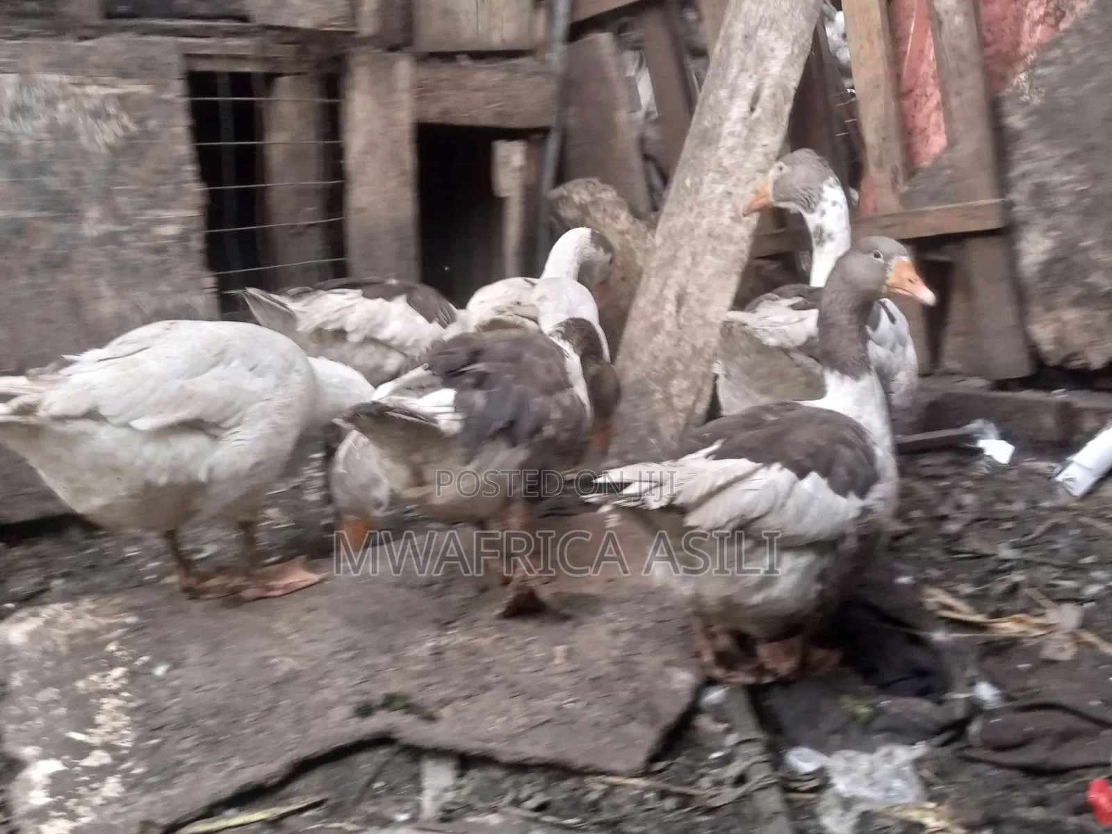 Mature Geese
