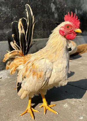 Bantam Jogoos- Fully Mature!