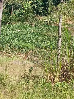1 Acre Land on Sale at Gatundu-Muhoho
