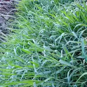 Bracharia Mullato 2